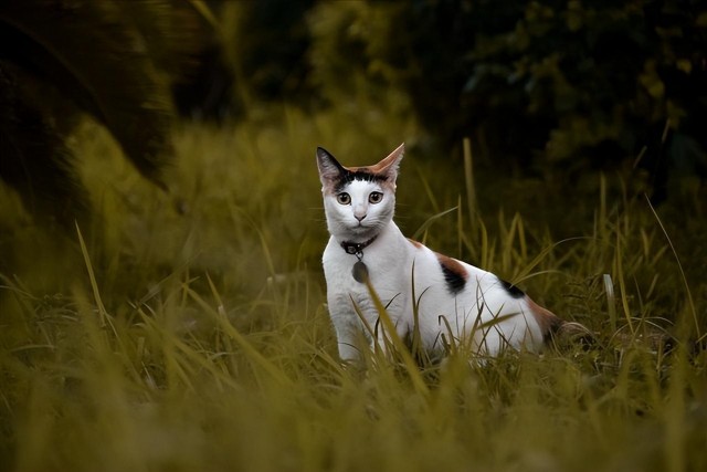 收养后被重新抛弃的流浪猫会怎么样？