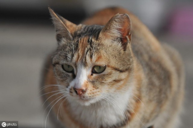 想要收养一只流浪猫怎么办？怎样驯服流浪猫？