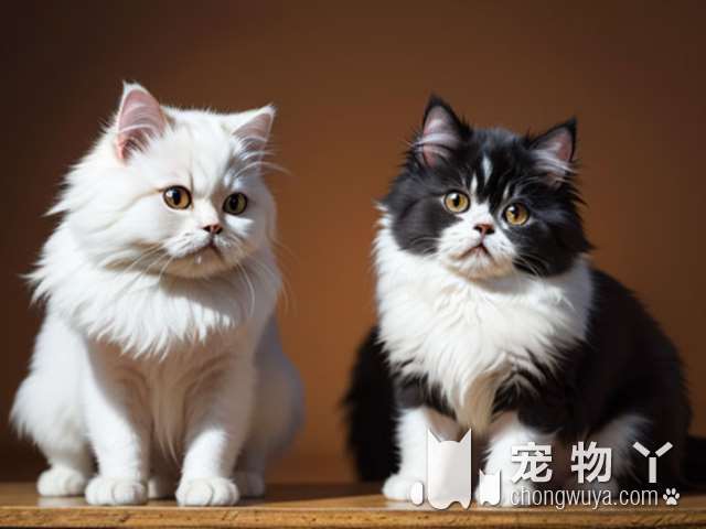 想要和各种可爱的猫咪亲密接触吗？快来深圳米乐乖乖宠物生活馆吧!