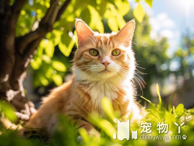 深圳灵动猫舍，是不是卖的都是长得漂亮、健康的猫咪呢？